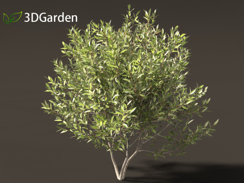 Salix pentandra - The bay willow 01 3D Model