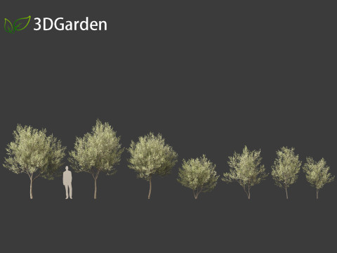 Salix pentandra - The bay willow 01 3D Model