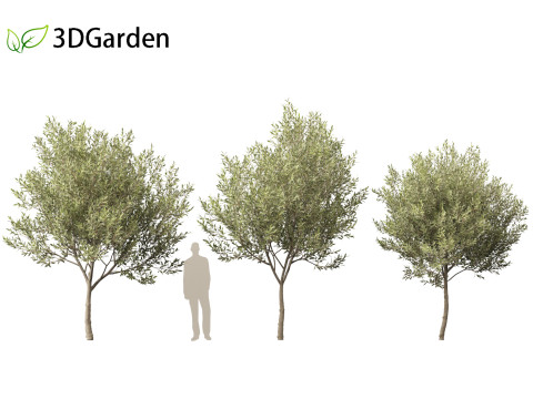 Salix pentandra - The bay willow 01 3D Model