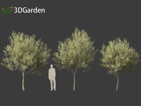 Salix pentandra - The bay willow 01 3D Model