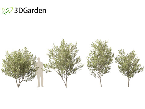 Salix pentandra - The bay willow 01 3D Model