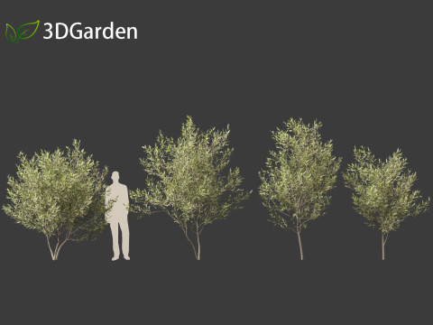 Salix pentandra - The bay willow 01 3D Model