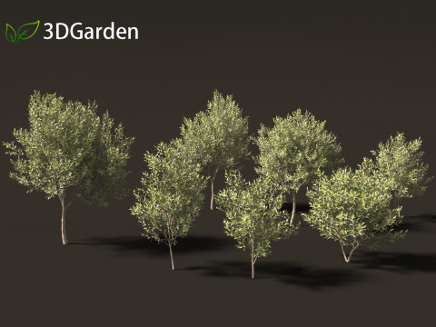Salix pentandra - The bay willow 01 3D Model