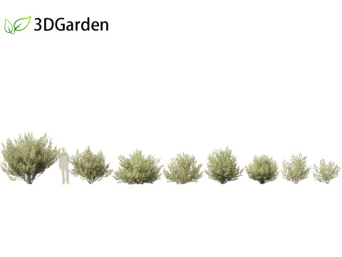 Salix pentandra - The bay willow 02 3D मॉडल