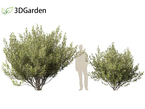 Salix pentandra - The bay willow 02 3D Model