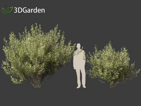 Salix pentandra - The bay willow 02 3D Model