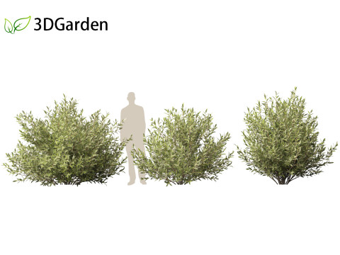 Salix pentandra - The bay willow 02 3D Модель