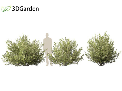 Salix pentandra - The bay willow 02 3D Model