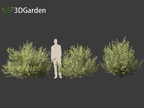 Salix pentandra - The bay willow 02 3D Model