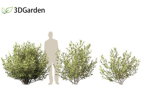 Salix pentandra - The bay willow 02 3D Model