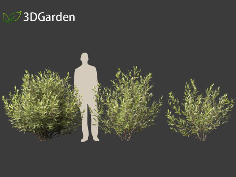Salix pentandra - The bay willow 02 3D Model