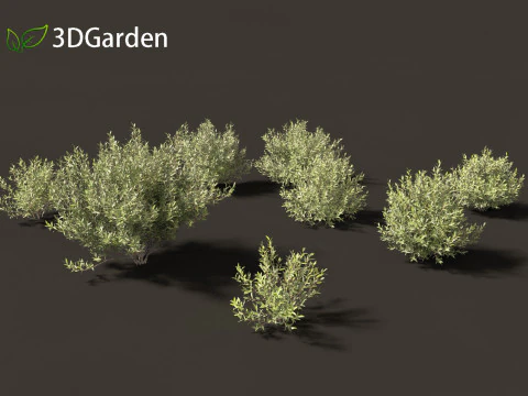 Salix pentandra - The bay willow 02 3D Model