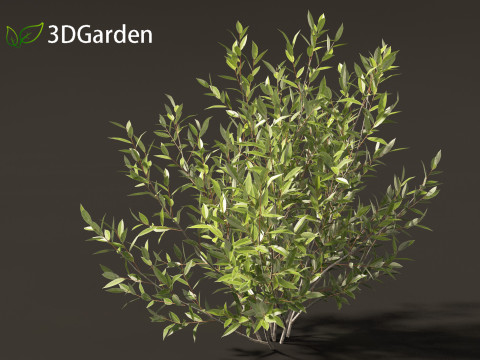 Salix pentandra - The bay willow 02 3D Модель
