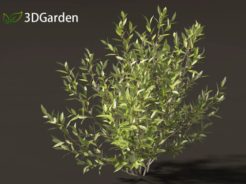 Salix pentandra - The bay willow 02 3D Model