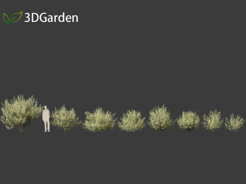 Salix pentandra - The bay willow 02 3D Модель