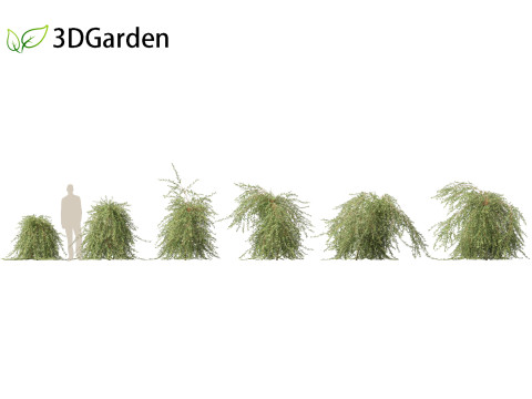Salix purpurea - The purple willow 03 3D मॉडल