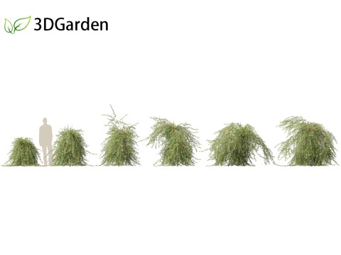 Salix purpurea - The purple willow 03 3D Model