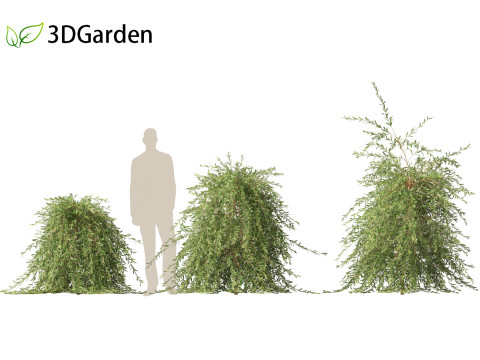 Salix purpurea - The purple willow 03 Modelo 3D
