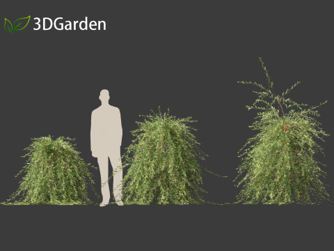 Salix purpurea - The purple willow 03 Modelo 3D