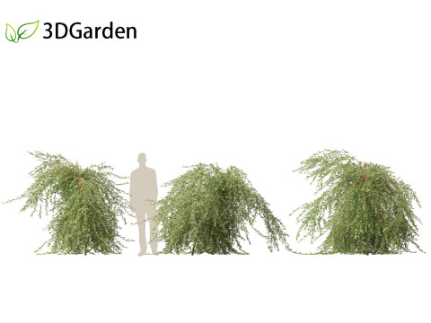 Salix purpurea - The purple willow 03 Modelo 3D