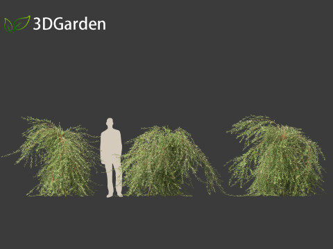 Salix purpurea - The purple willow 03 Modelo 3D