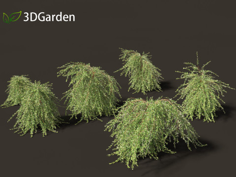 Salix purpurea - The purple willow 03 Modelo 3D