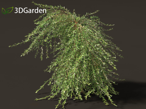 Salix purpurea - The purple willow 03 Modelo 3D
