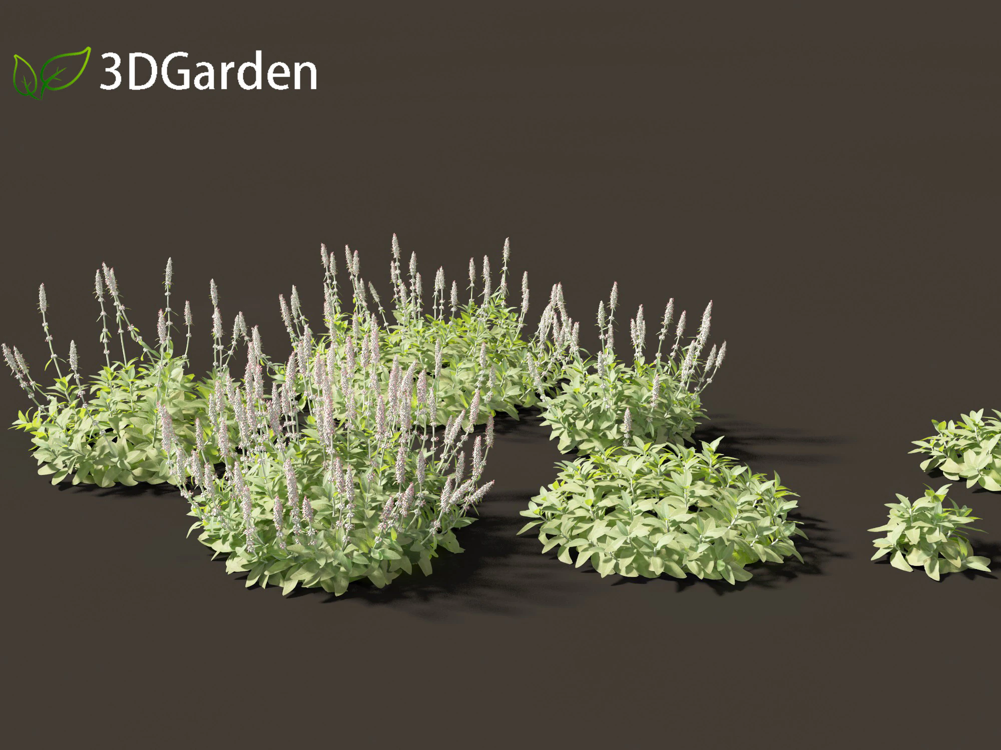 Stachys byzantina - lambs ears 3D Model .c4d .max .obj .3ds .fbx .stl .blend 