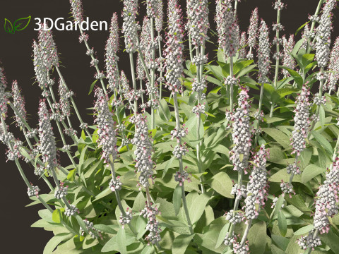 Stachys byzantina - lambs ears 3D मॉडल
