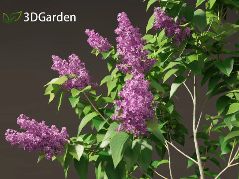 Syringa vulgaris - common lilac 3D Model