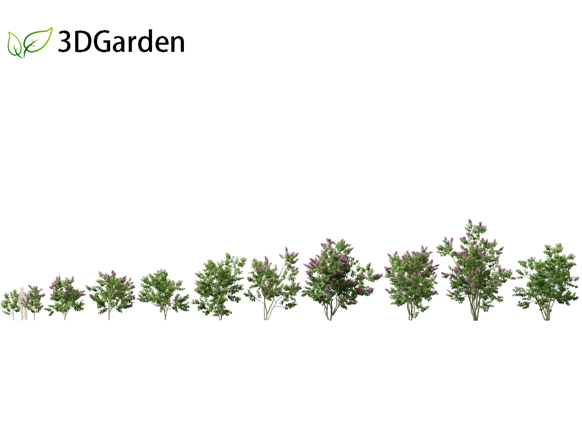 Syringa vulgaris - common lilac 3D Model .c4d .max .obj .3ds .fbx .stl .blend 