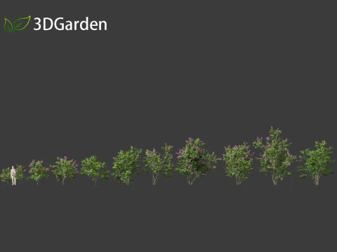 Syringa vulgaris - common lilac 3D Model