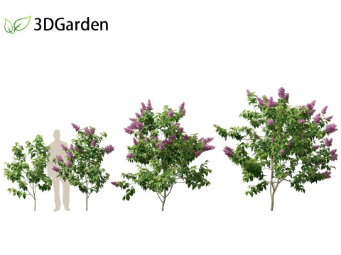 Syringa vulgaris - common lilac 3D Model