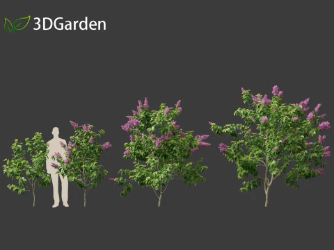 Syringa vulgaris - common lilac 3D Model