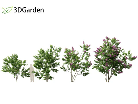 Syringa vulgaris - common lilac 3D Model