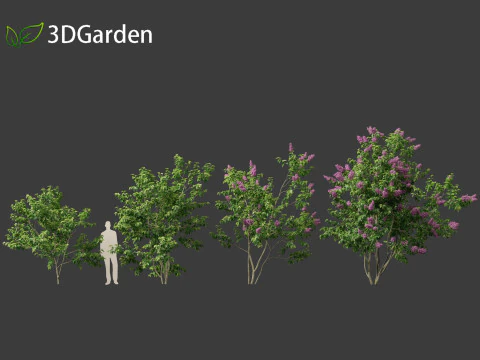 Syringa vulgaris - common lilac 3D Model