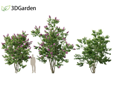 Syringa vulgaris - common lilac 3D Model