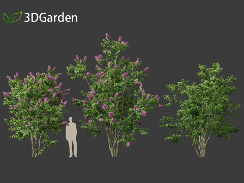 Syringa vulgaris - common lilac 3D Model