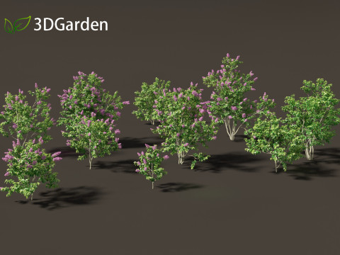 Syringa vulgaris - common lilac 3D Model