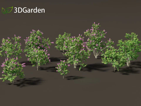 Syringa vulgaris - common lilac 3D Model