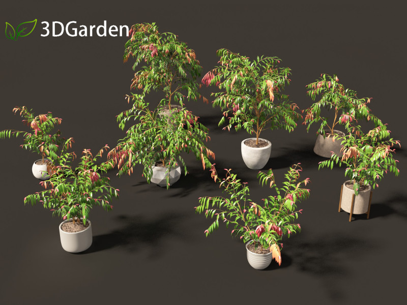Syzygium cascade - Lilly Pilly Model 3D .c4d .max .obj .3ds .fbx .stl .blend 