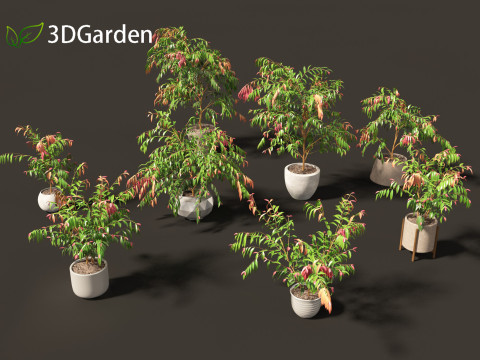 Syzygium cascade - Lilly Pilly 3D Модель