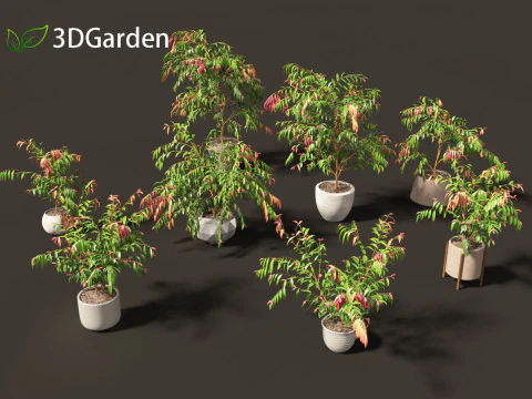 Syzygium カスケード - リリー・ピリー 3Dモデル