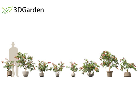 Syzygium cascade - Lilly Pilly Model 3D