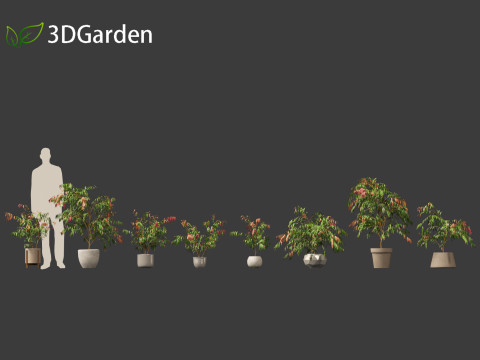 Syzygium cascade - Lilly Pilly Model 3D