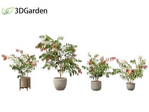 Syzygium cascade - Lilly Pilly Model 3D
