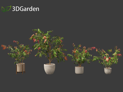 Syzygium cascade - Lilly Pilly Model 3D