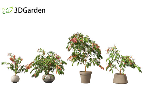 Syzygium cascade - Lilly Pilly Model 3D