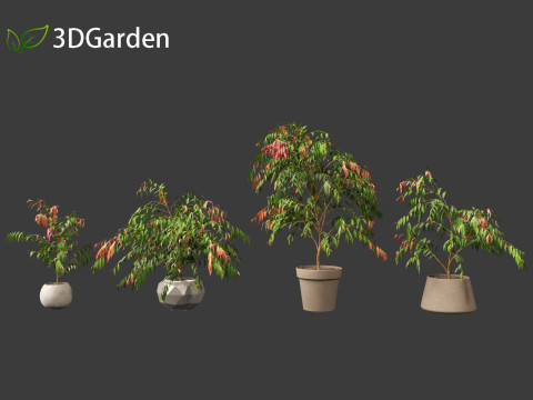 Syzygium cascade - Lilly Pilly Model 3D