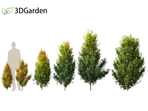 Syzygium paniculatum Backyard Bliss - Wiśnia magenta 01 Model 3D